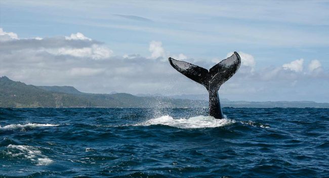 banner-blog-directorspick-samana