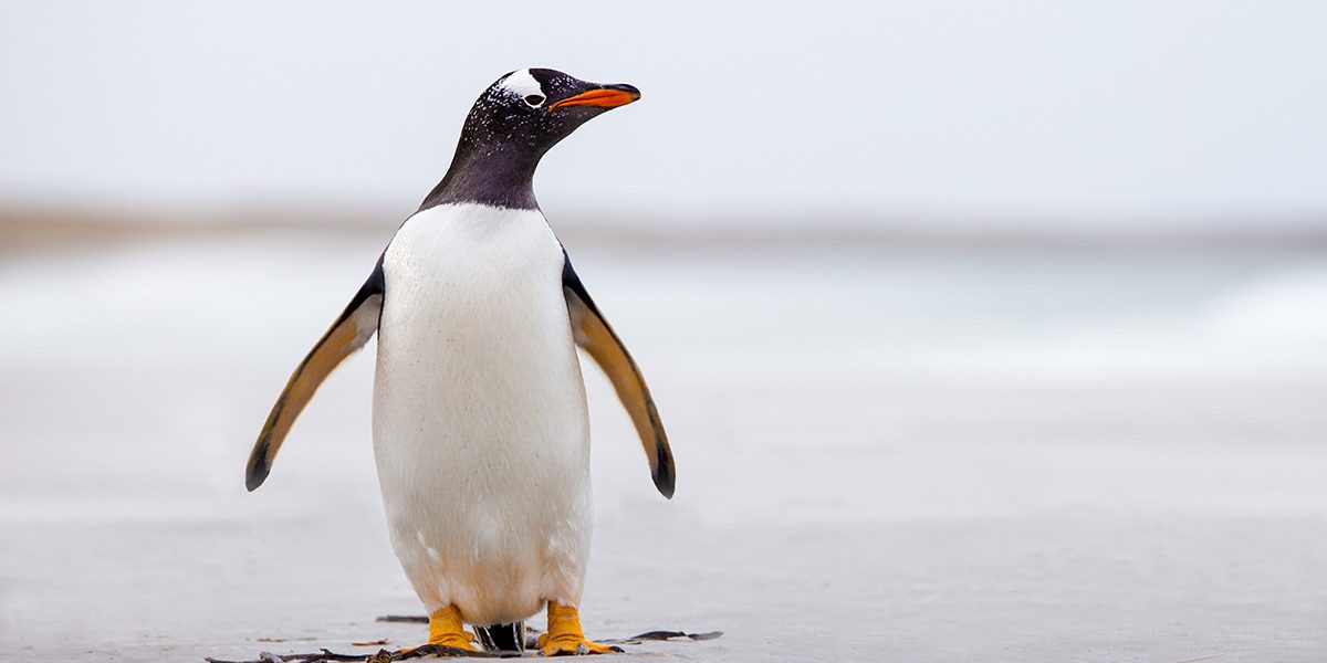 penguin2
