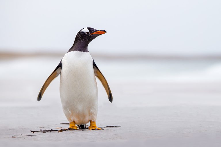 penguin2