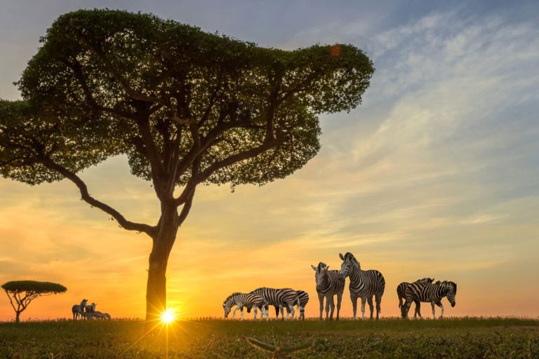 the-great-selous-and-zanzibar-new